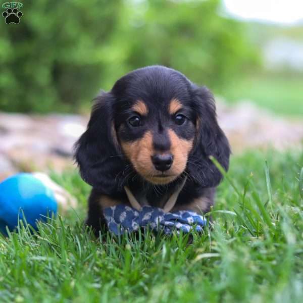 Benje, Dachshund Puppy